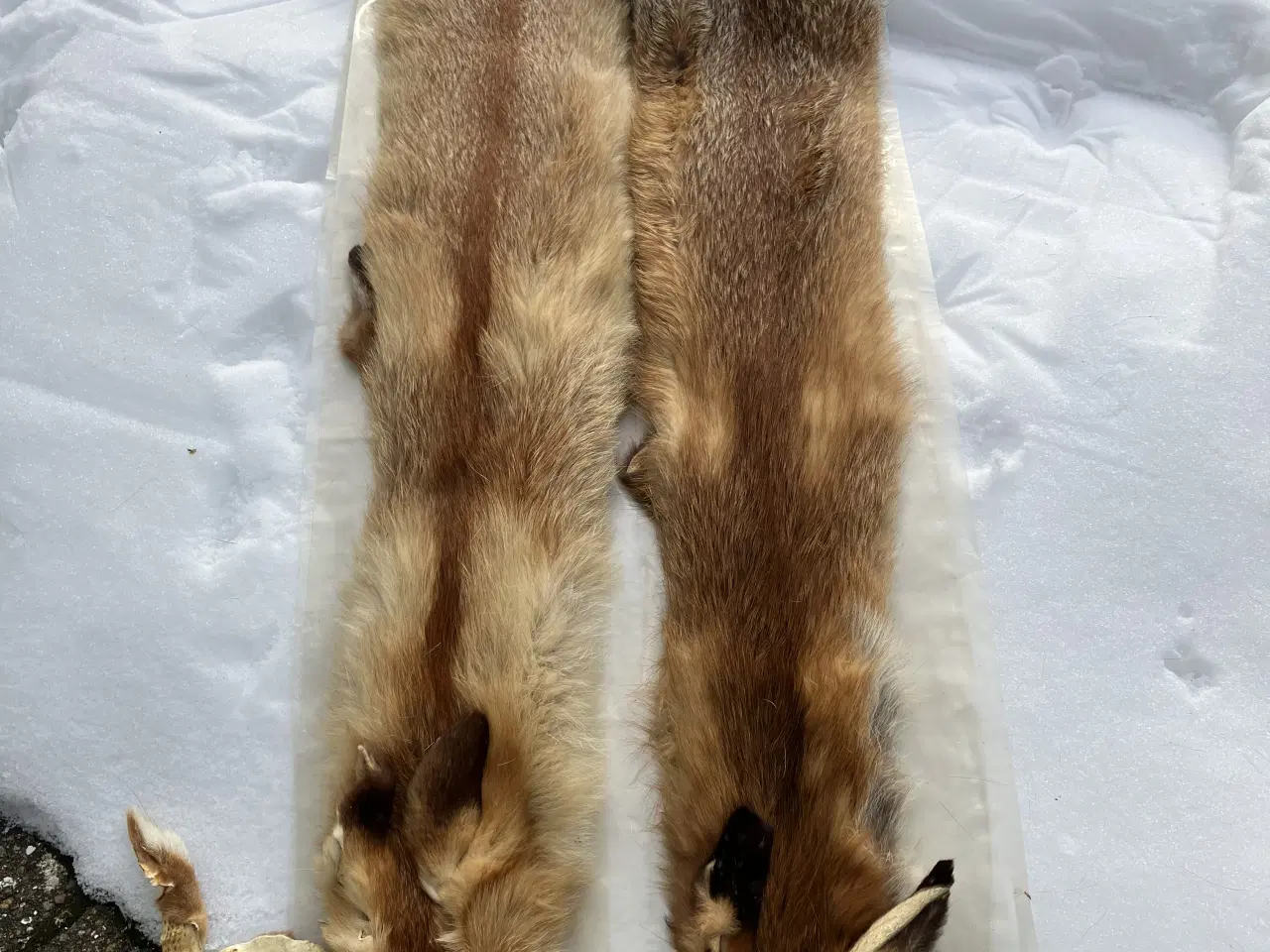 Billede 2 - Ræveskind