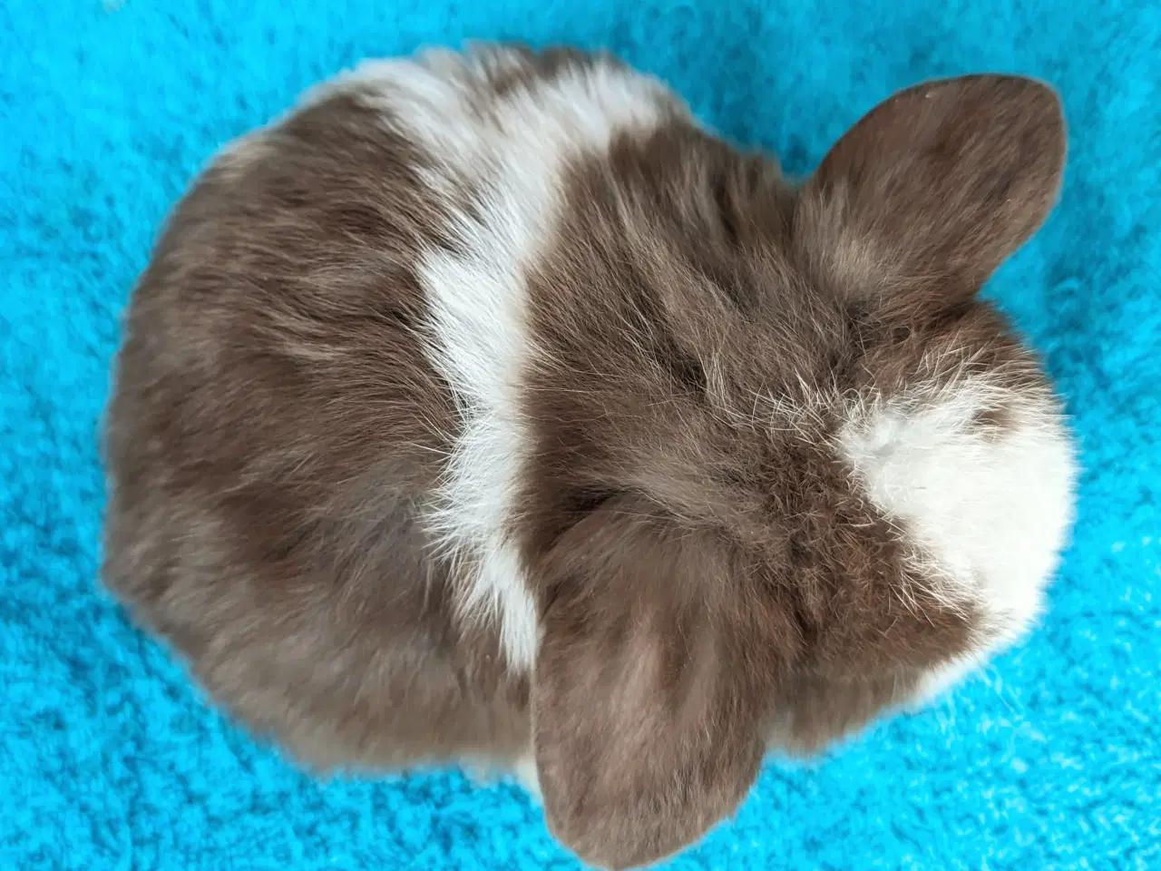 Billede 6 - Minilop kaninunge sælges