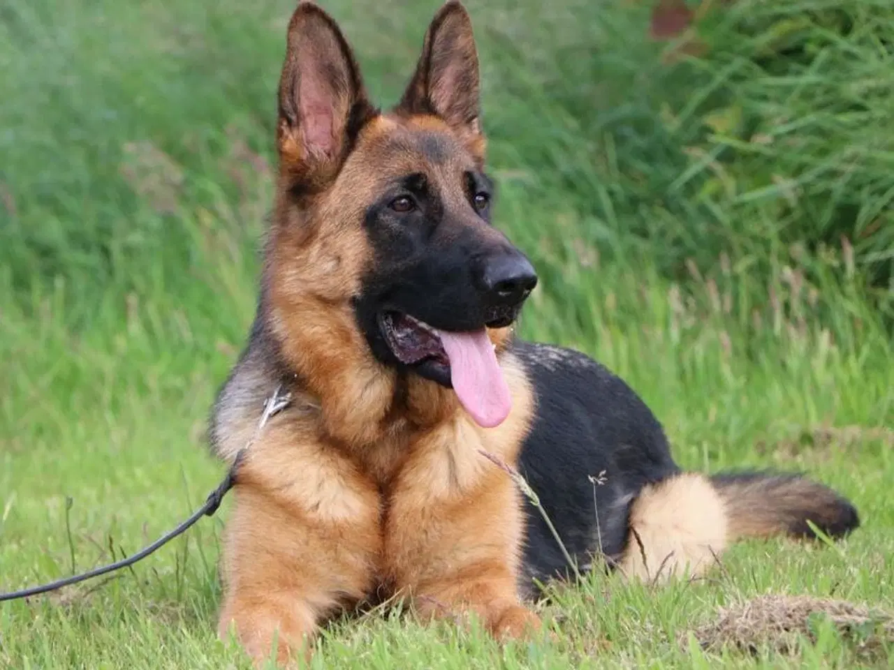Billede 2 - Schæferhund til omplacering 
