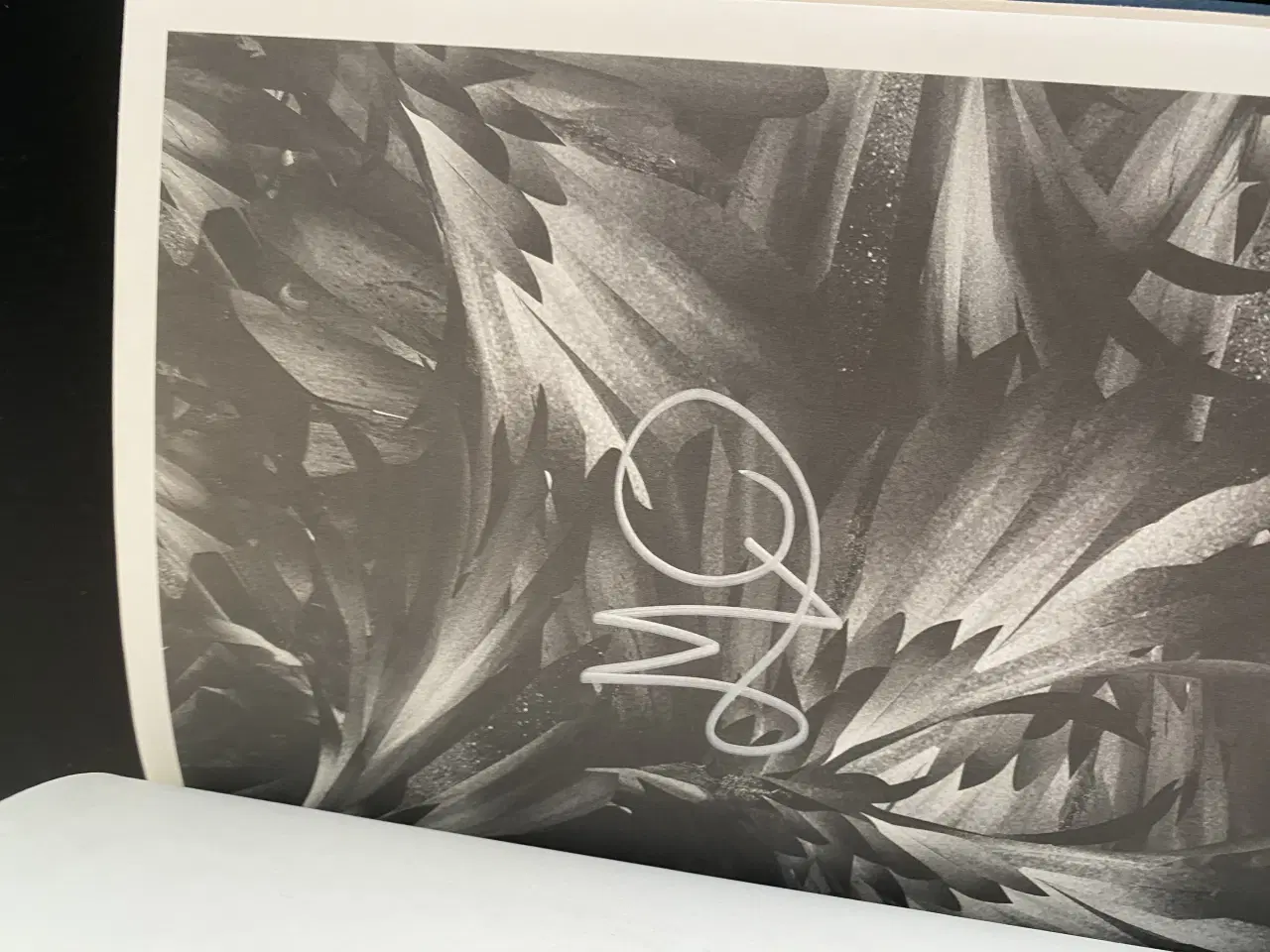 Billede 3 - The Merciful Crow af Margaret Owen