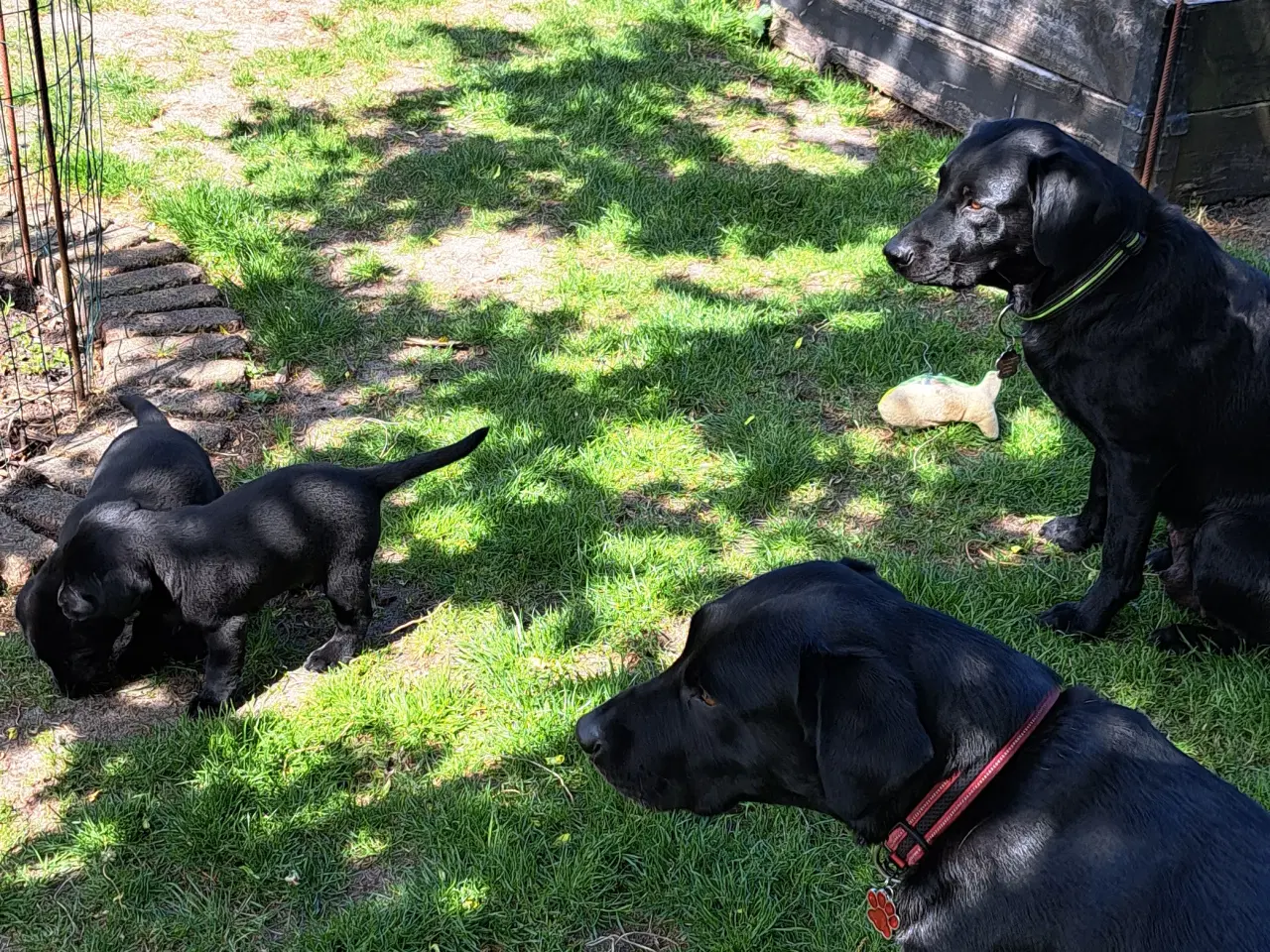 Billede 5 - Labrador F1 hvalpe 