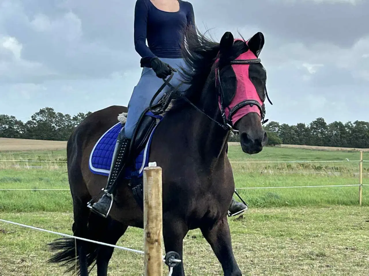 Billede 5 - 🌟 Trakehner - Dansk  varmblod hoppe 🌟