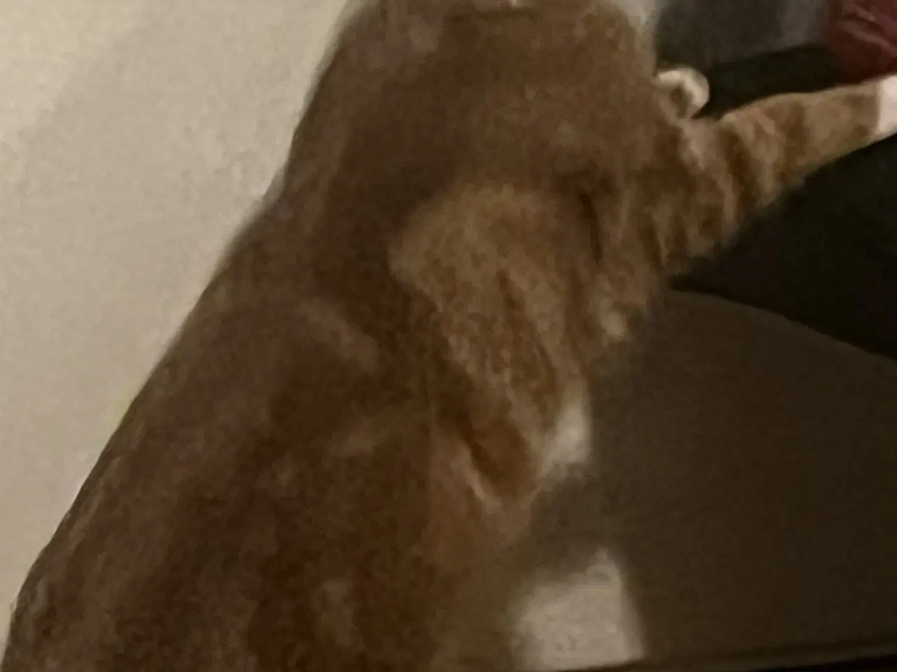 Billede 4 -   Presseret situation: To voksne katte har akut br