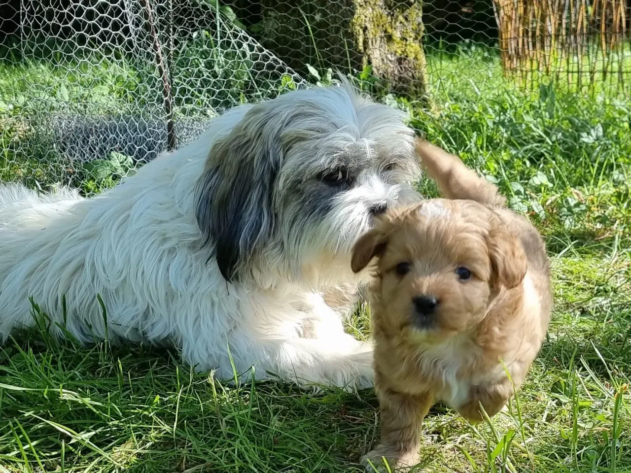 Billede 8 - Boomer/Puddel hvalpe