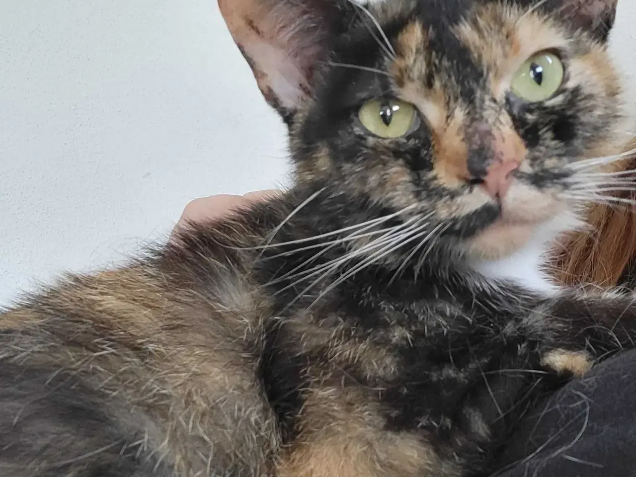 Billede 4 - Smilla ✅️ neutraliseret og vaccineret ♀️