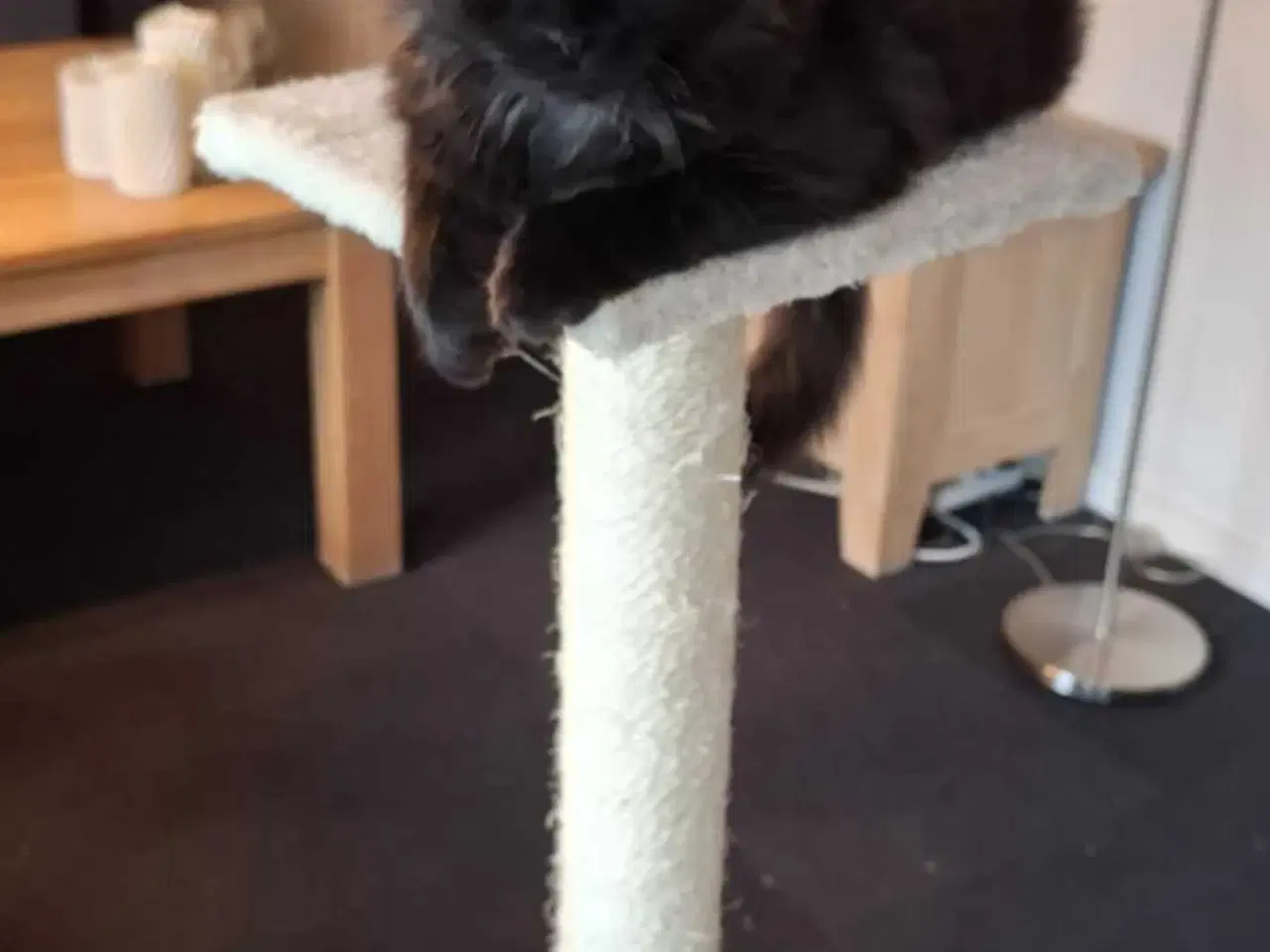 Billede 5 - Norsk skovkat sælges