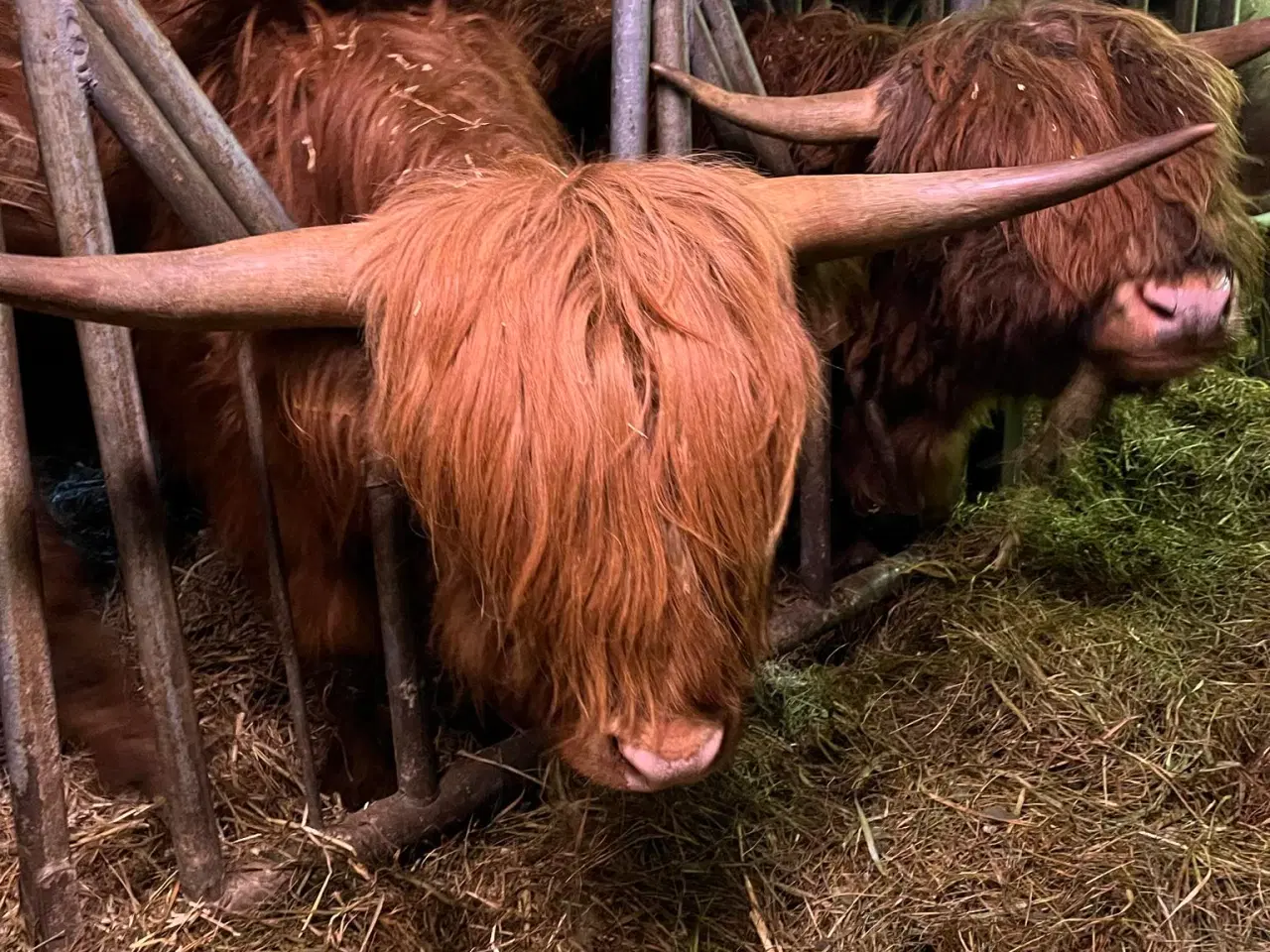Billede 4 - Skotskhøjlands tyre fra 2022