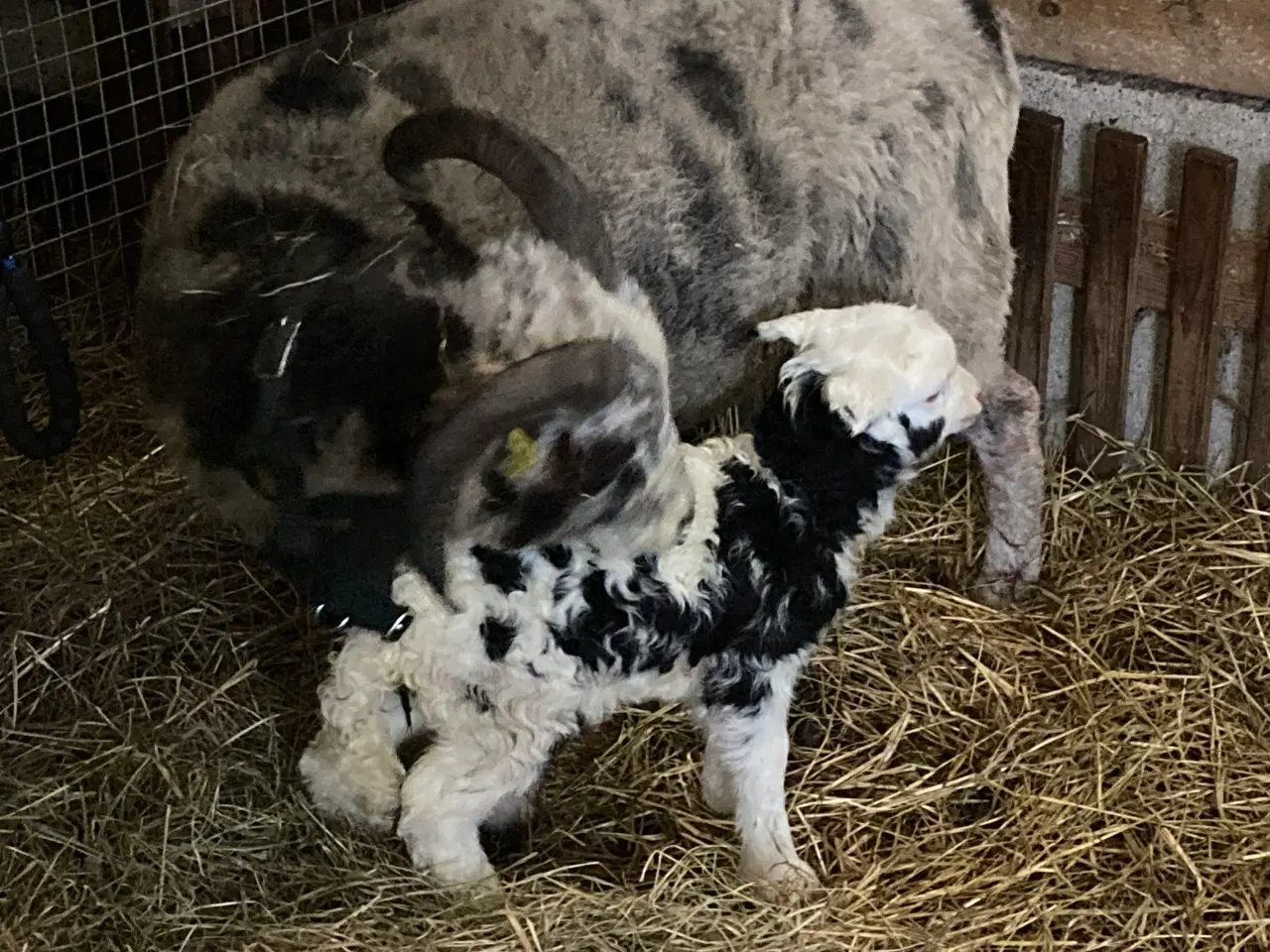 Billede 2 - Jacobs får gimmer lam