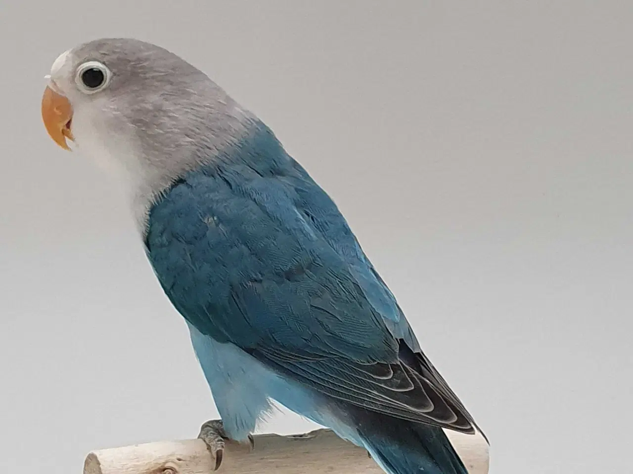 Billede 6 - Flot Dværgpapegøje Blå/Opaline