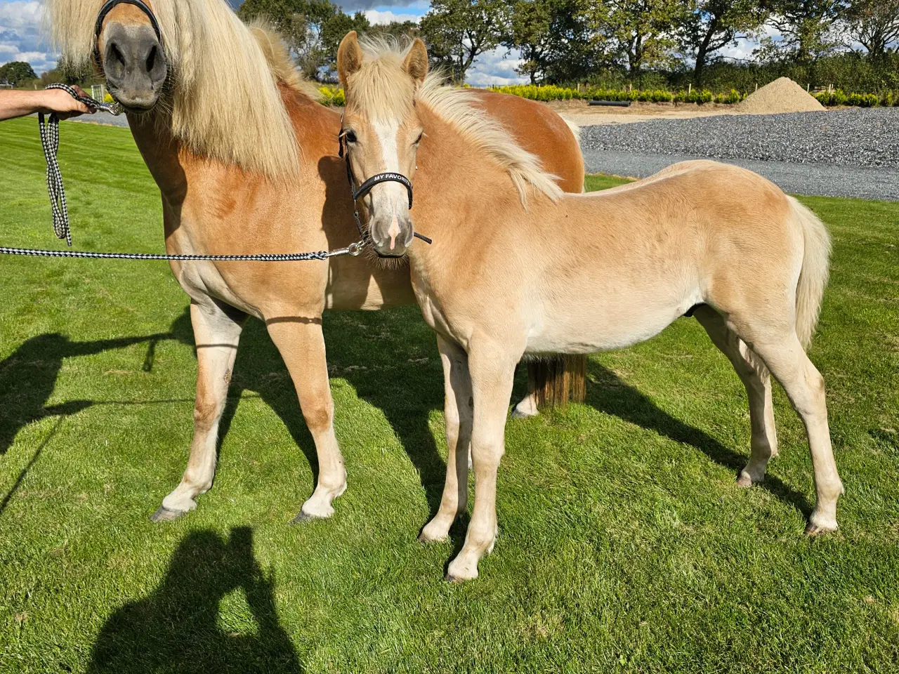 Billede 1 - Haflinger 1 års vallak