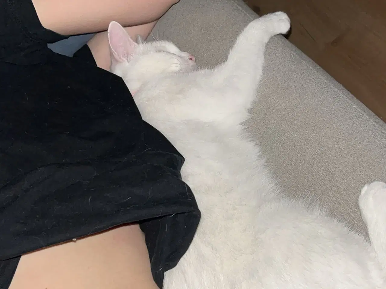 Billede 3 - Tyrkisk van (hunkat)