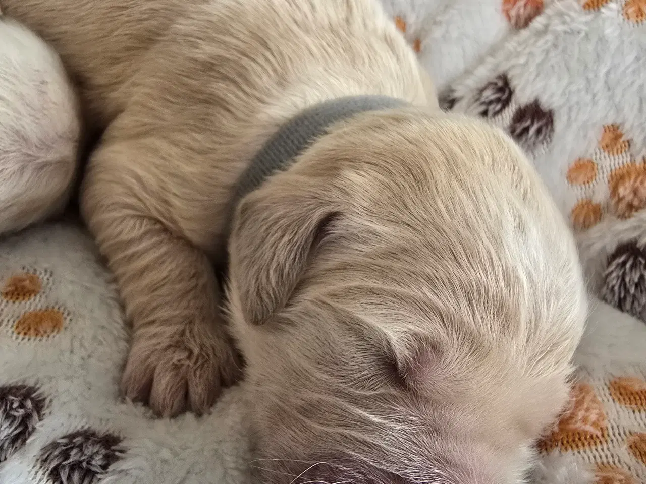 Billede 10 - Golden doodle hvalpe