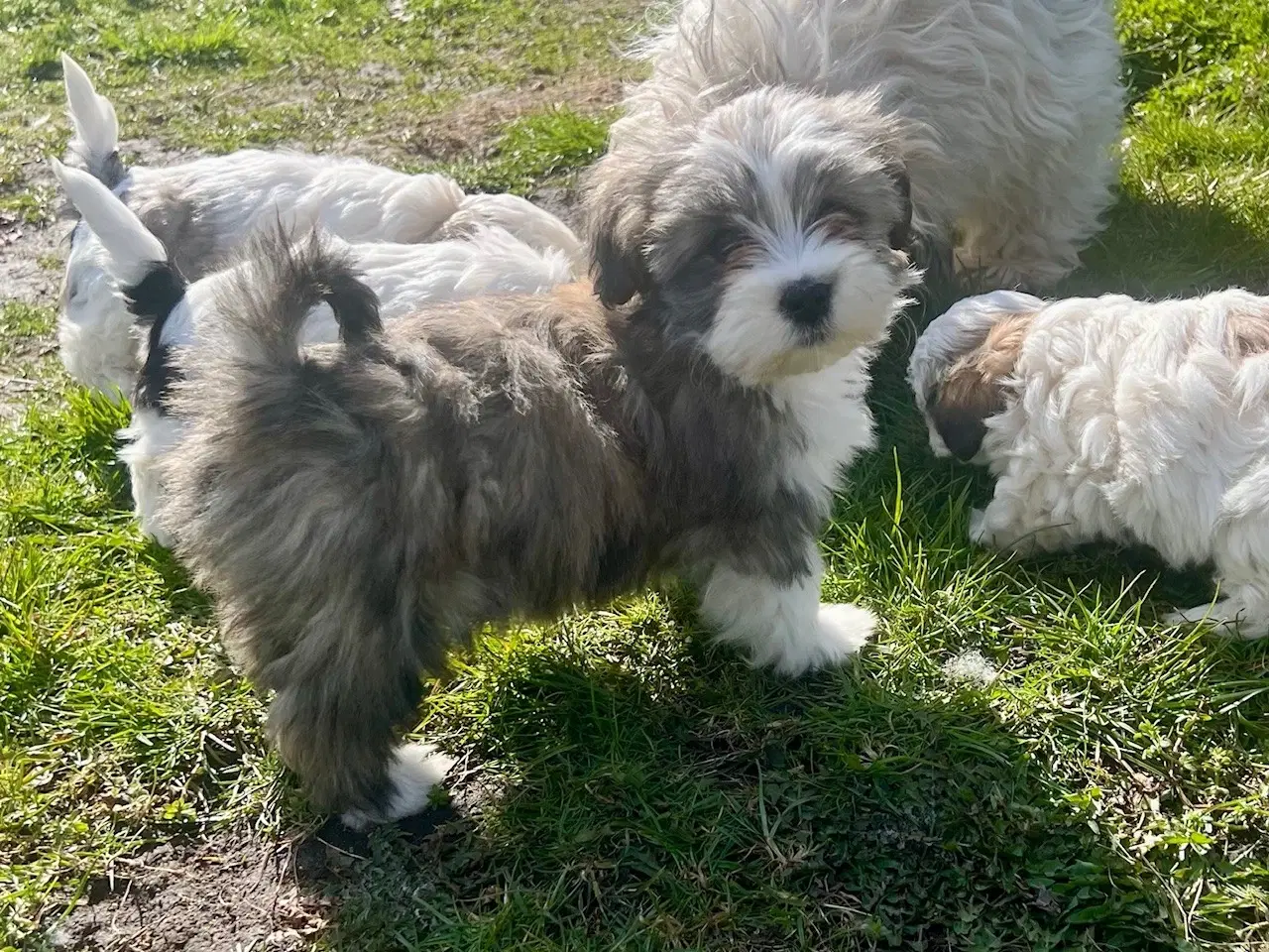 Billede 7 - Skønneste og gladeste tævehvlap