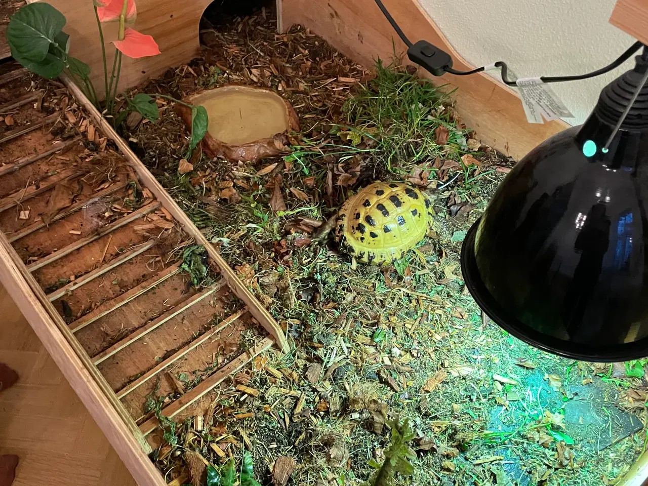 Billede 2 - Russisk landskildpadde