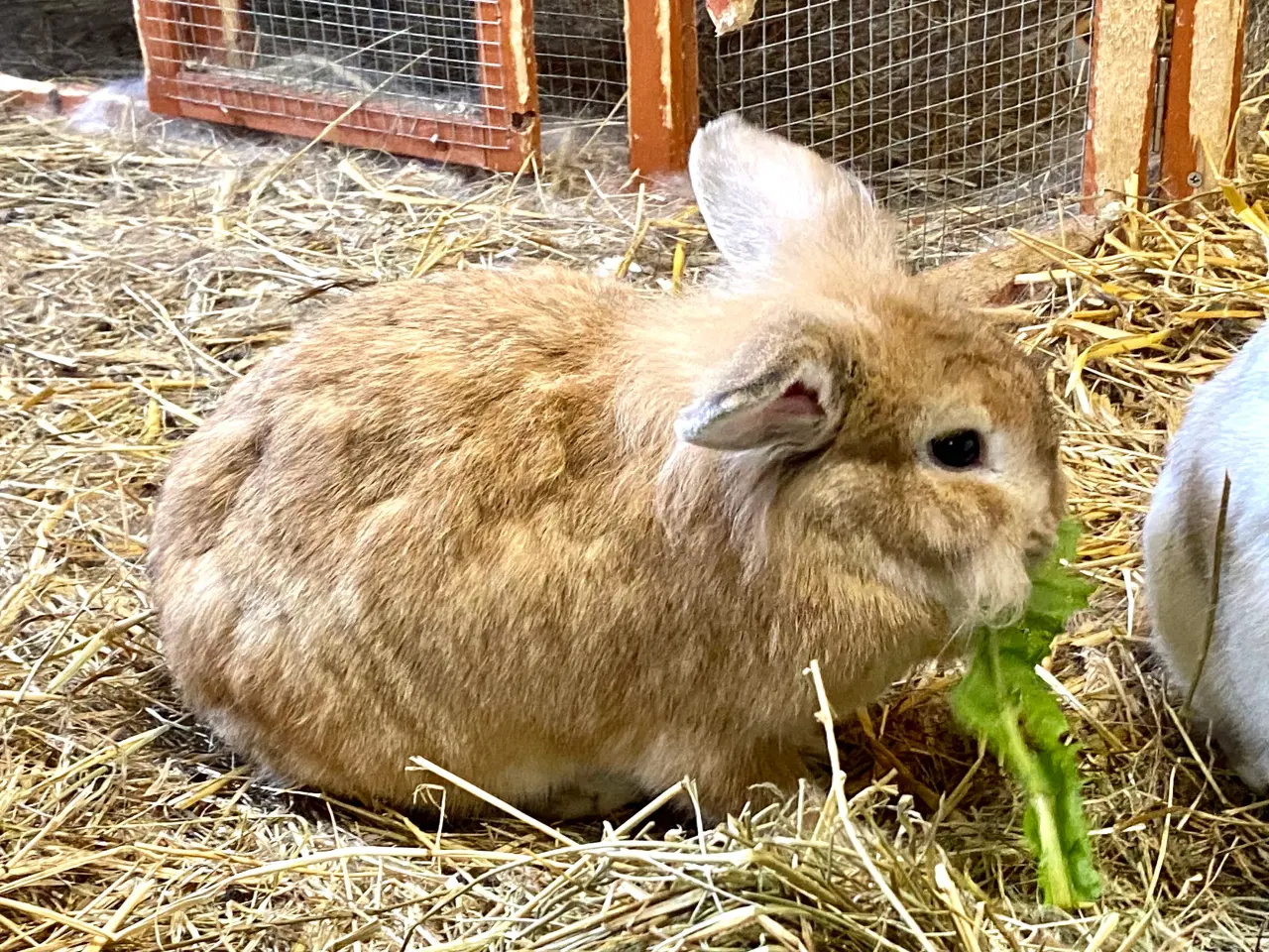 Billede 8 - Kærlige kaniner klar til nyt hjem 🐇❤️