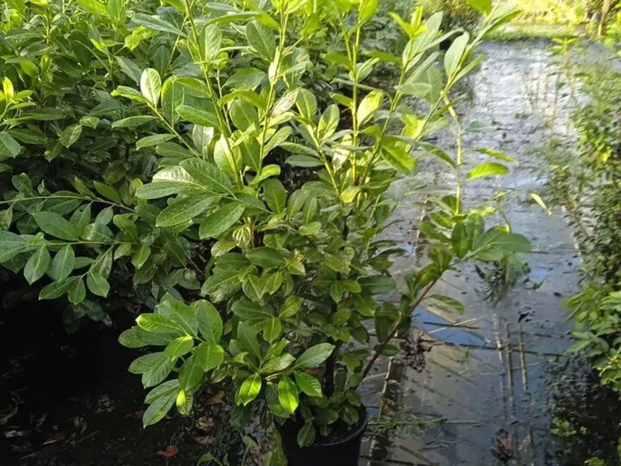 Billede 1 - 35 stk. Cherry laurel Prunus laurocerasus 'Novita' 125-150 cm.