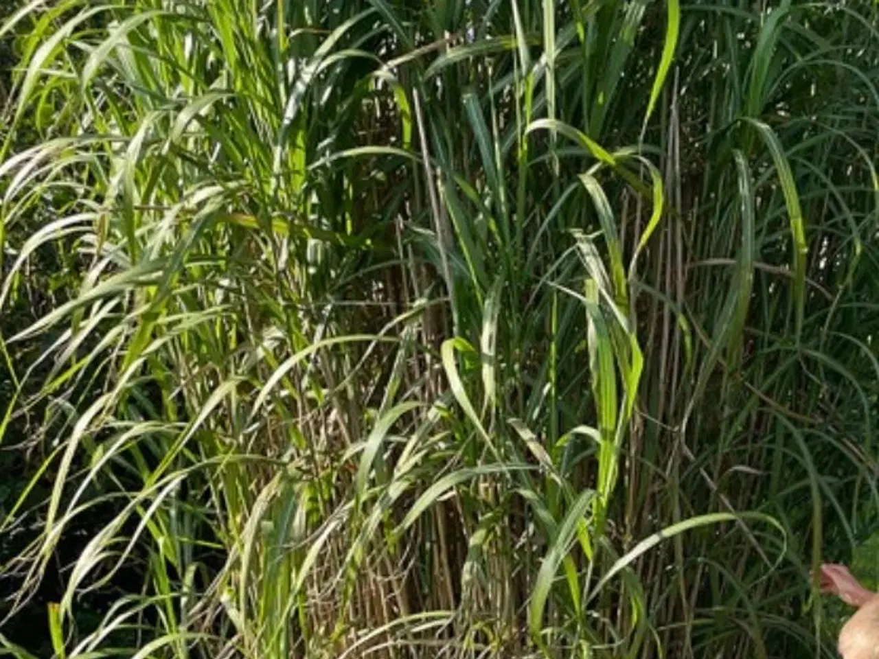 Billede 2 - Elefantgræs