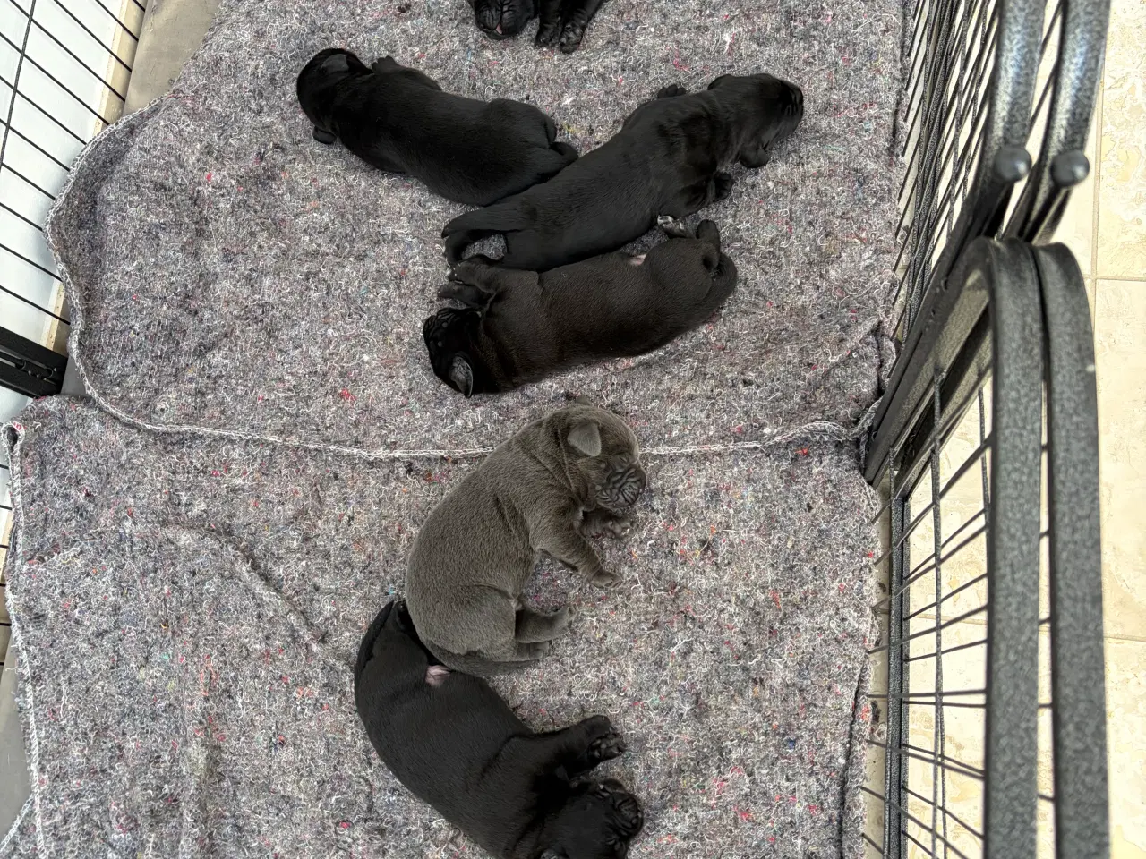 Billede 4 - Staff / Cane Corso/ labrador 