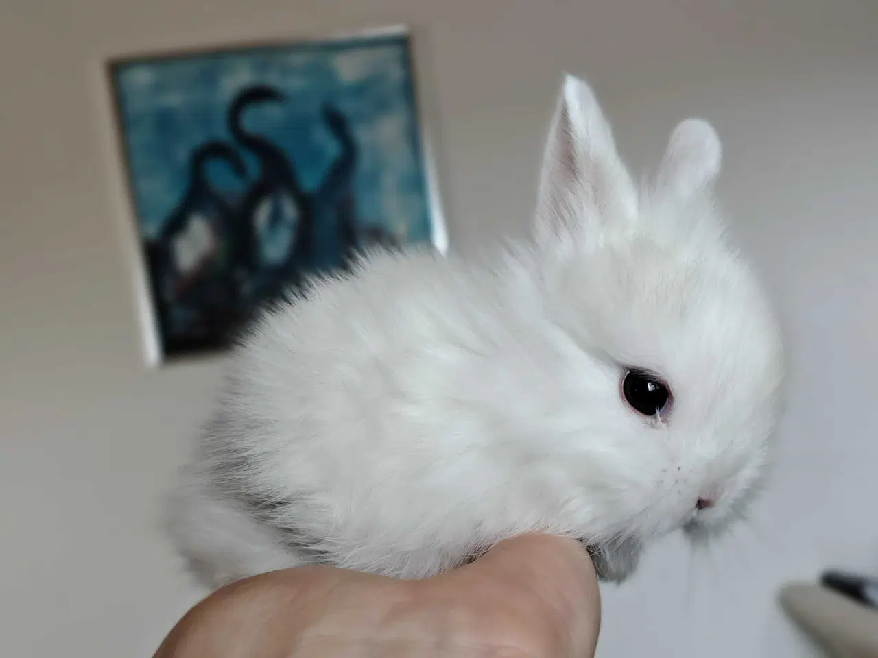 Billede 3 - Fluffy Mini Kaniner🐰