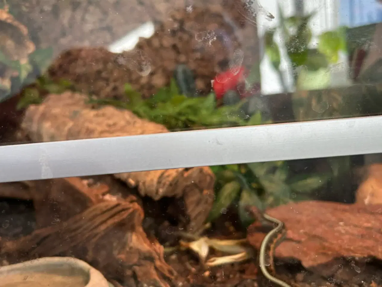 Billede 3 - Smuk Strømpebåndssnog Incl stor terrarie