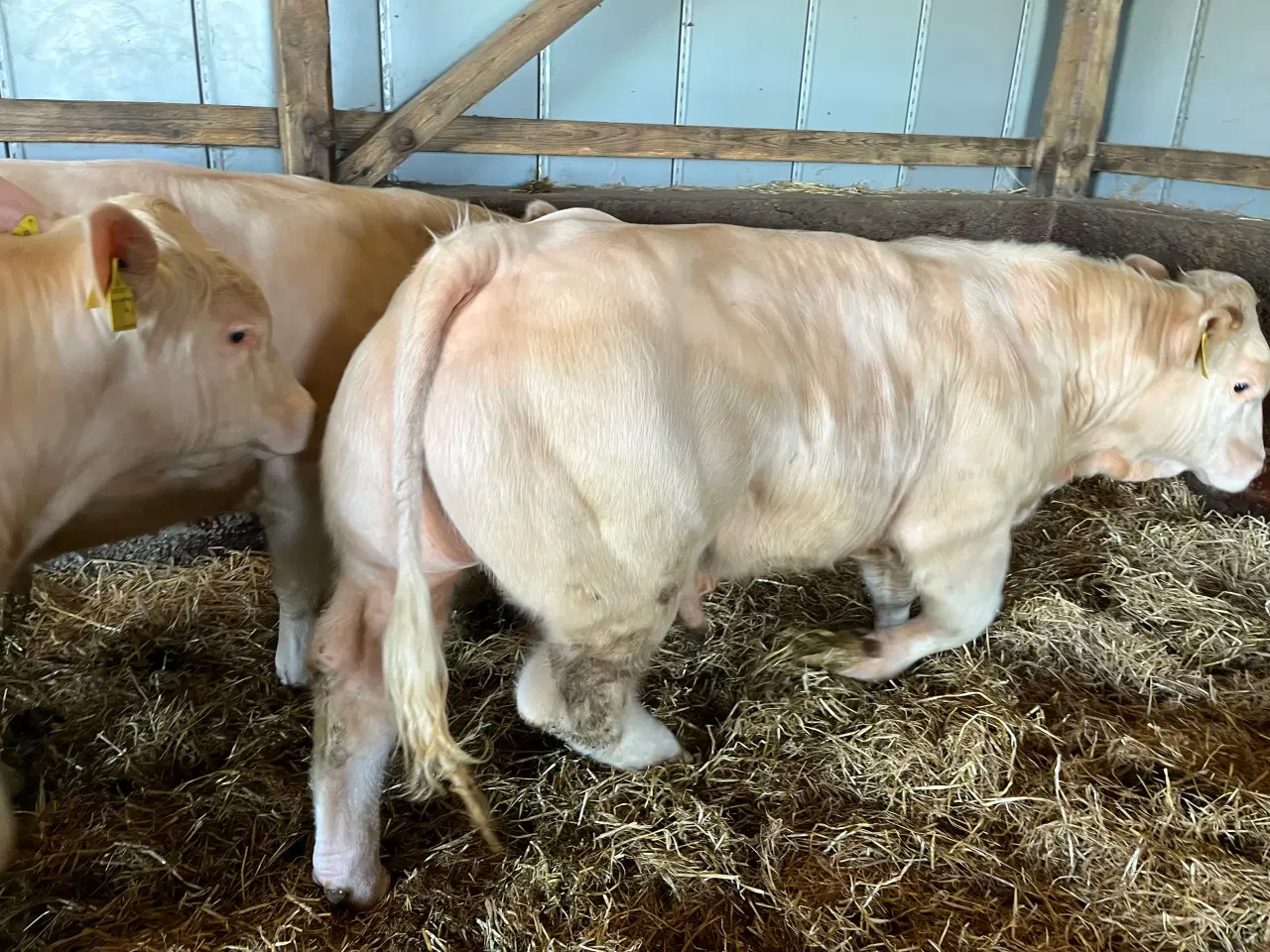 Billede 2 - Charolais avlstyr