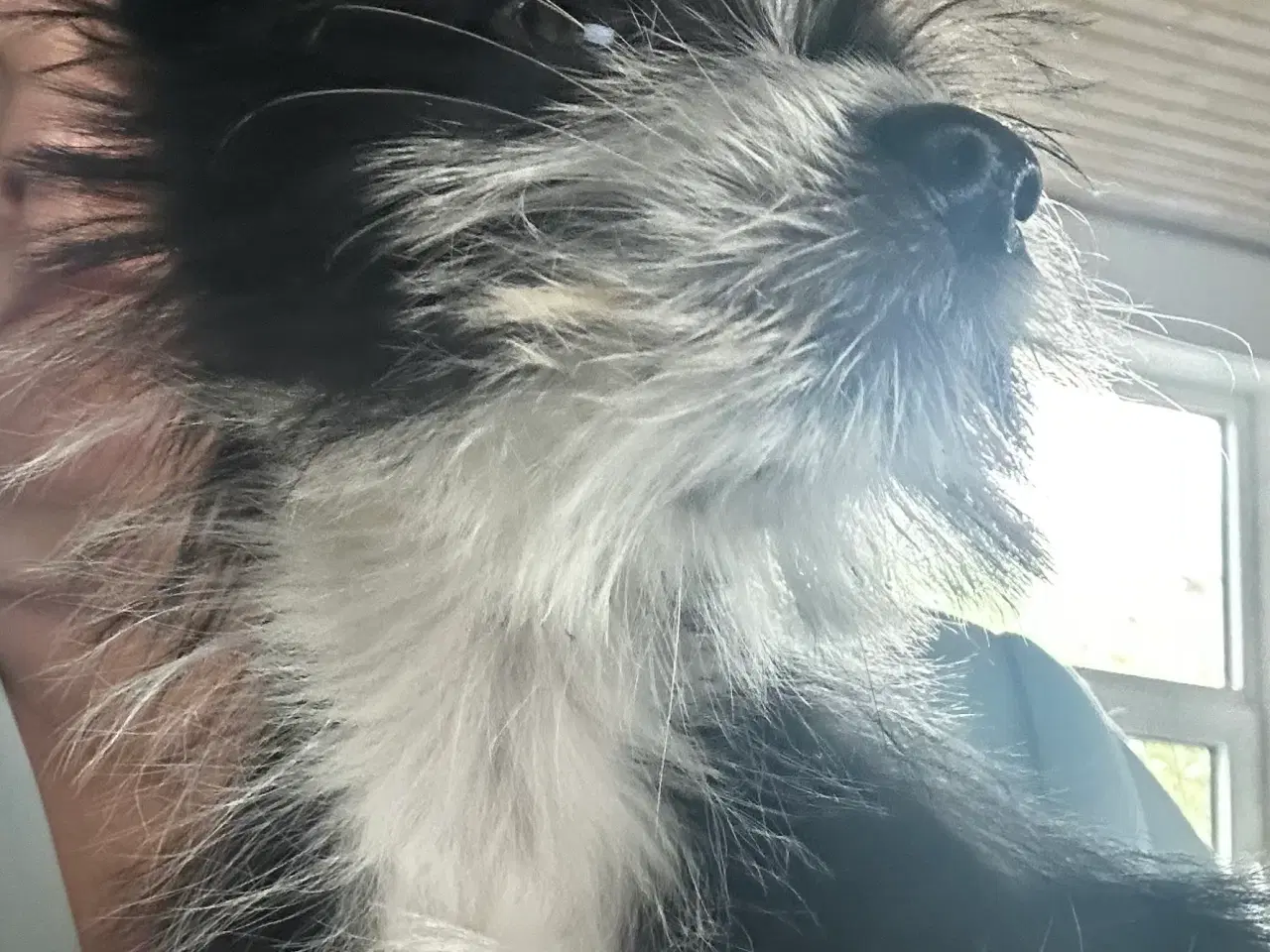Billede 2 - Thecup hund