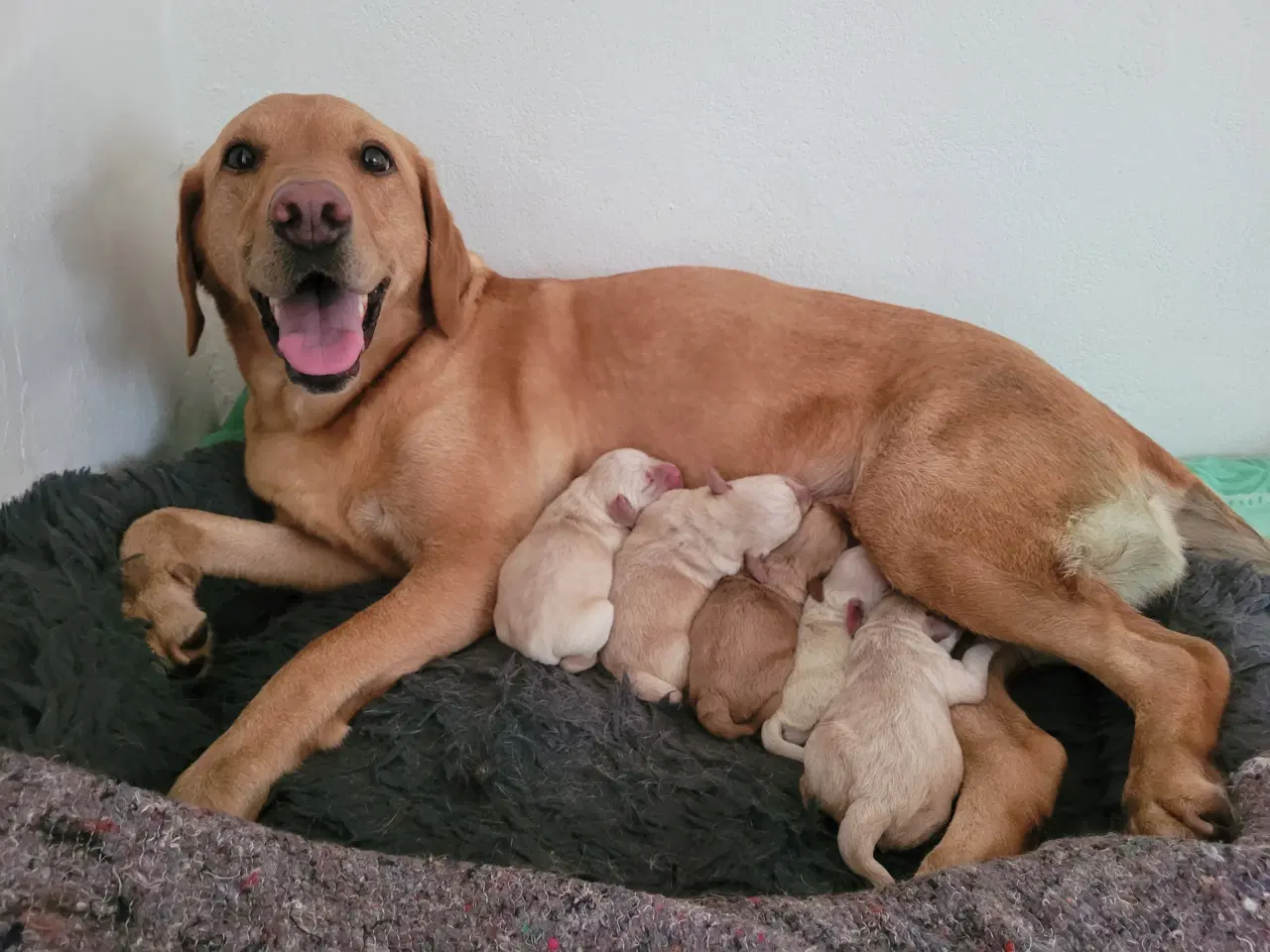 Billede 13 - Labradoodle/labrador F1 hvalpe søger nye hjem