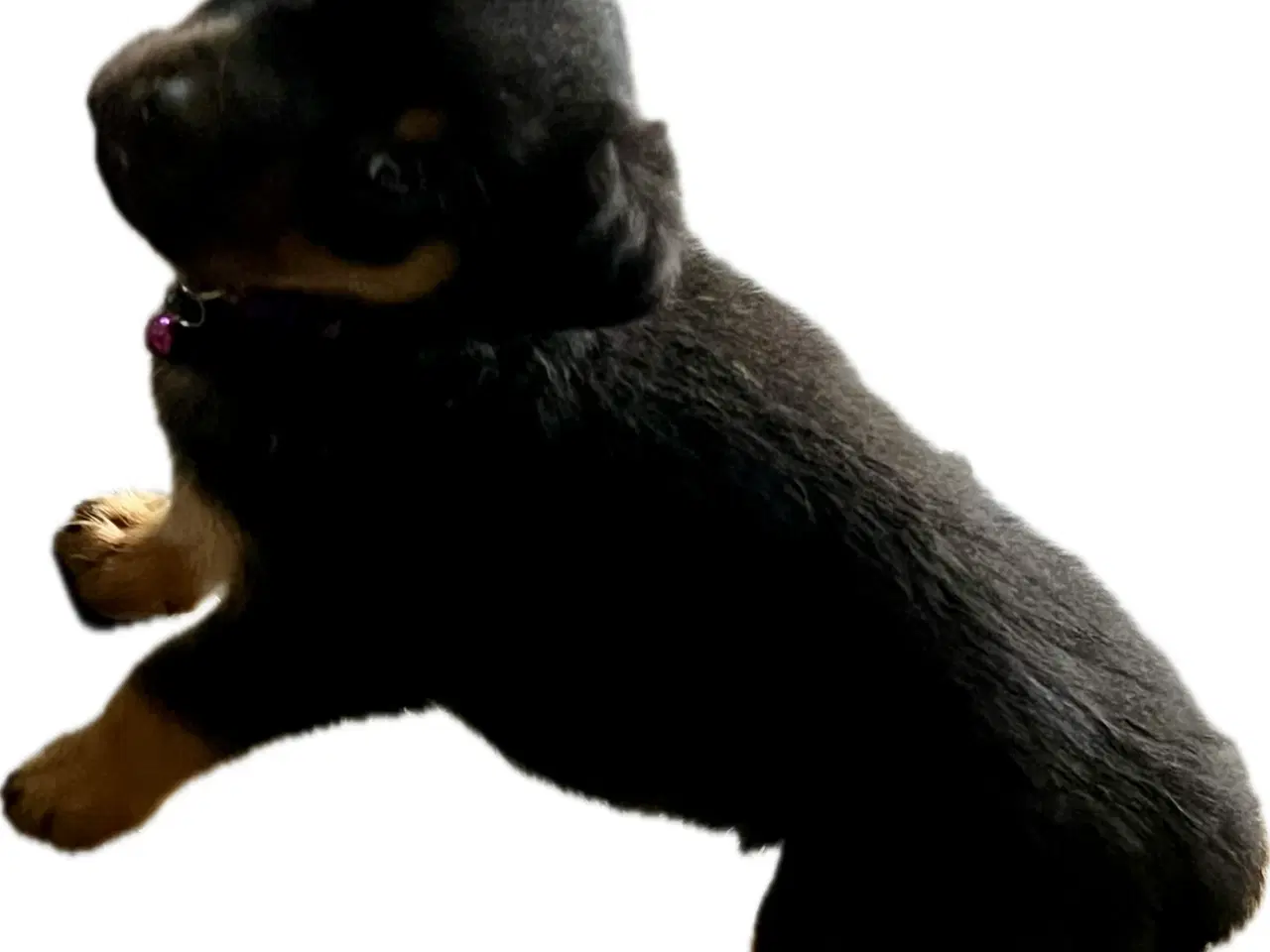 Billede 12 - Rottweiler hvalpe må rejse 20 Juni 2025