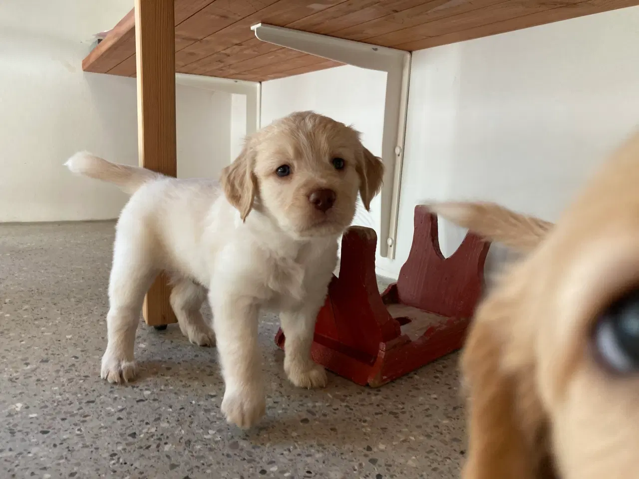 Billede 1 - Lagotto Romagnolo Cockerpoo 