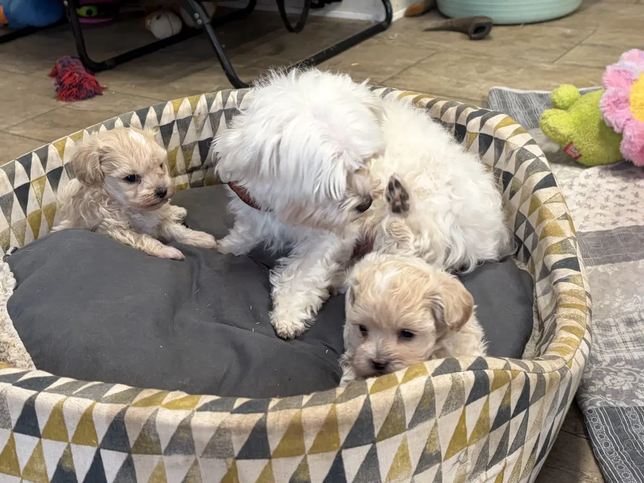 Billede 19 - Mini Maltipoo babyer 