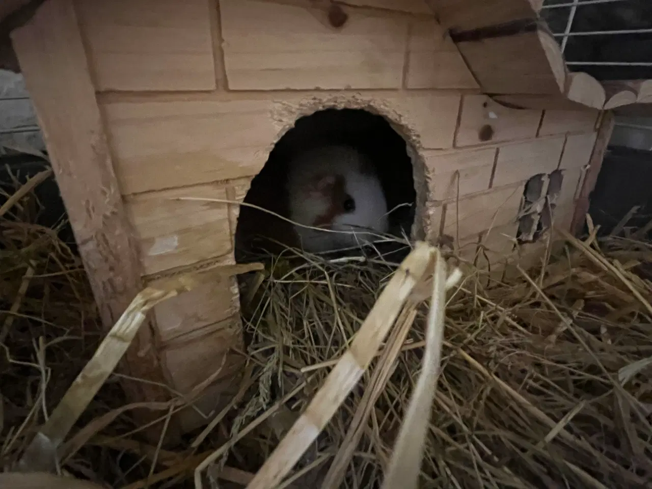 Billede 6 - Tamme marsvin søger hyggemor