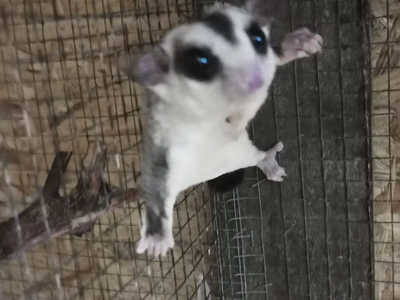 Billede 13 - Sugarglider