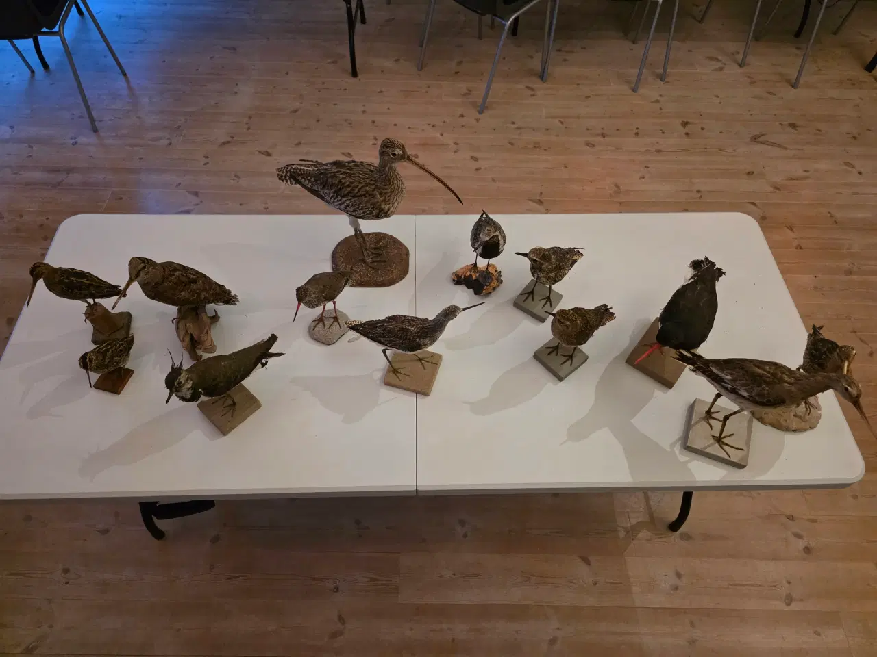 Billede 1 - Vadefugle, sælges samlet eller hver for sig