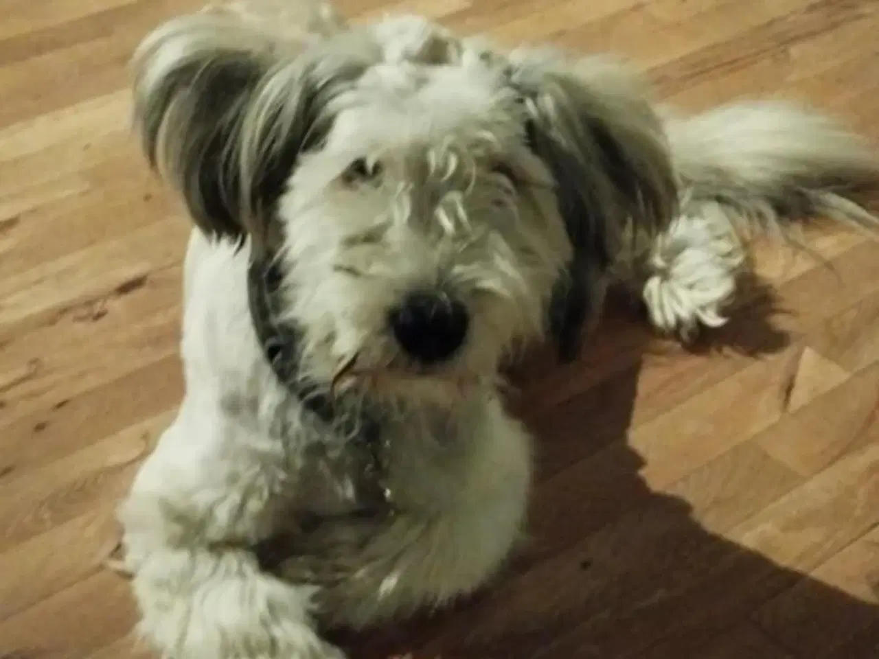 Billede 4 - Balou søger nyt og blivende hjem🐶❤️