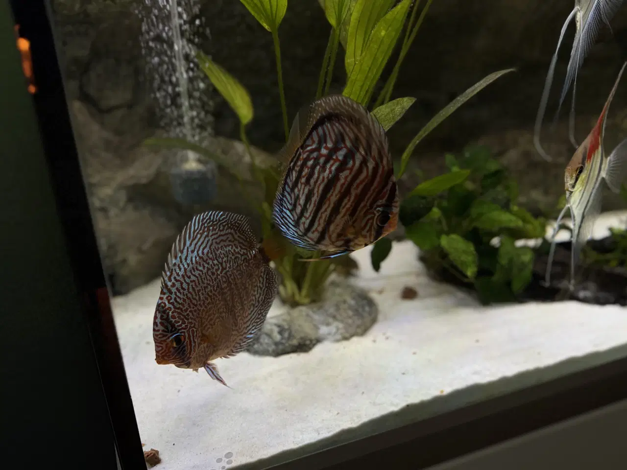 Billede 8 - Discus & Scalare sælges 