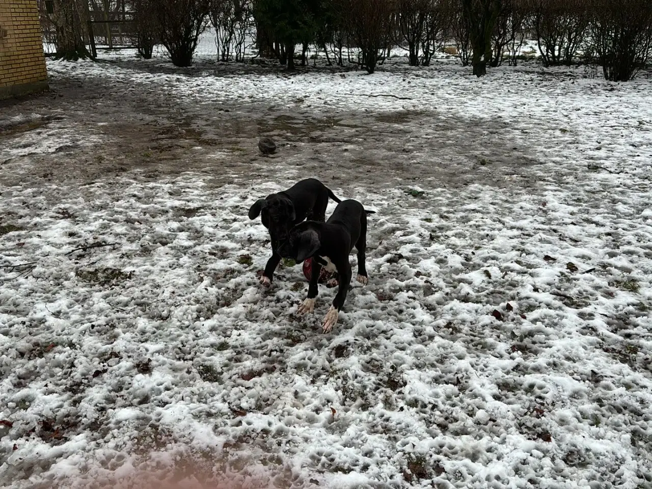 Billede 12 - Grand Danois hvalpe