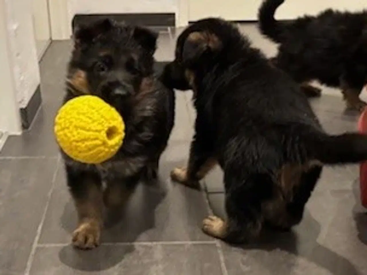 Billede 4 - Schæferhvalpe med stamtavle