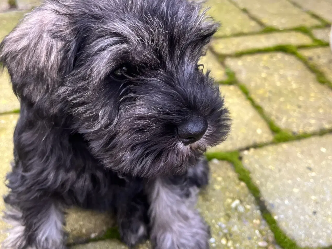 Billede 1 - Dværgschnauzer hvalpe – klar til nyt hjem 15/11-20