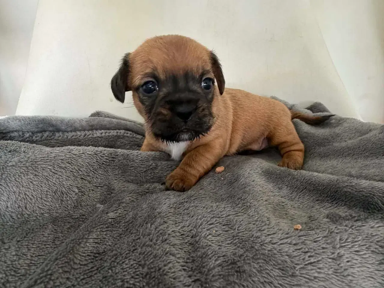 Billede 7 - Bl hvalpe beagle,bomuld,mops,gravhund