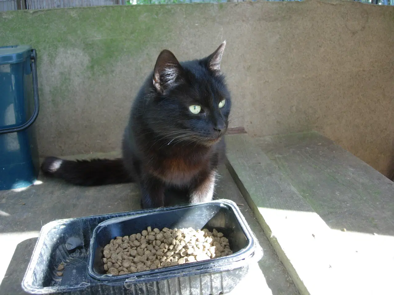 Billede 2 - Maine Coon/ Siameser blanding