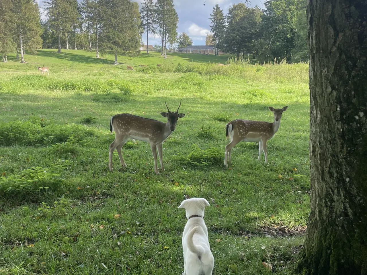 Billede 6 - Hvalpe - Golden/labrador Retriever blandinger