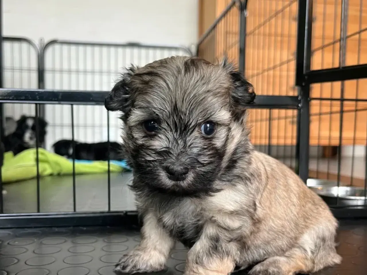 Billede 8 - Bichon Havanese 16 uger dreng 