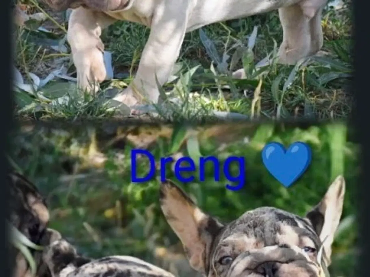 Billede 10 - Fransk bulldog 