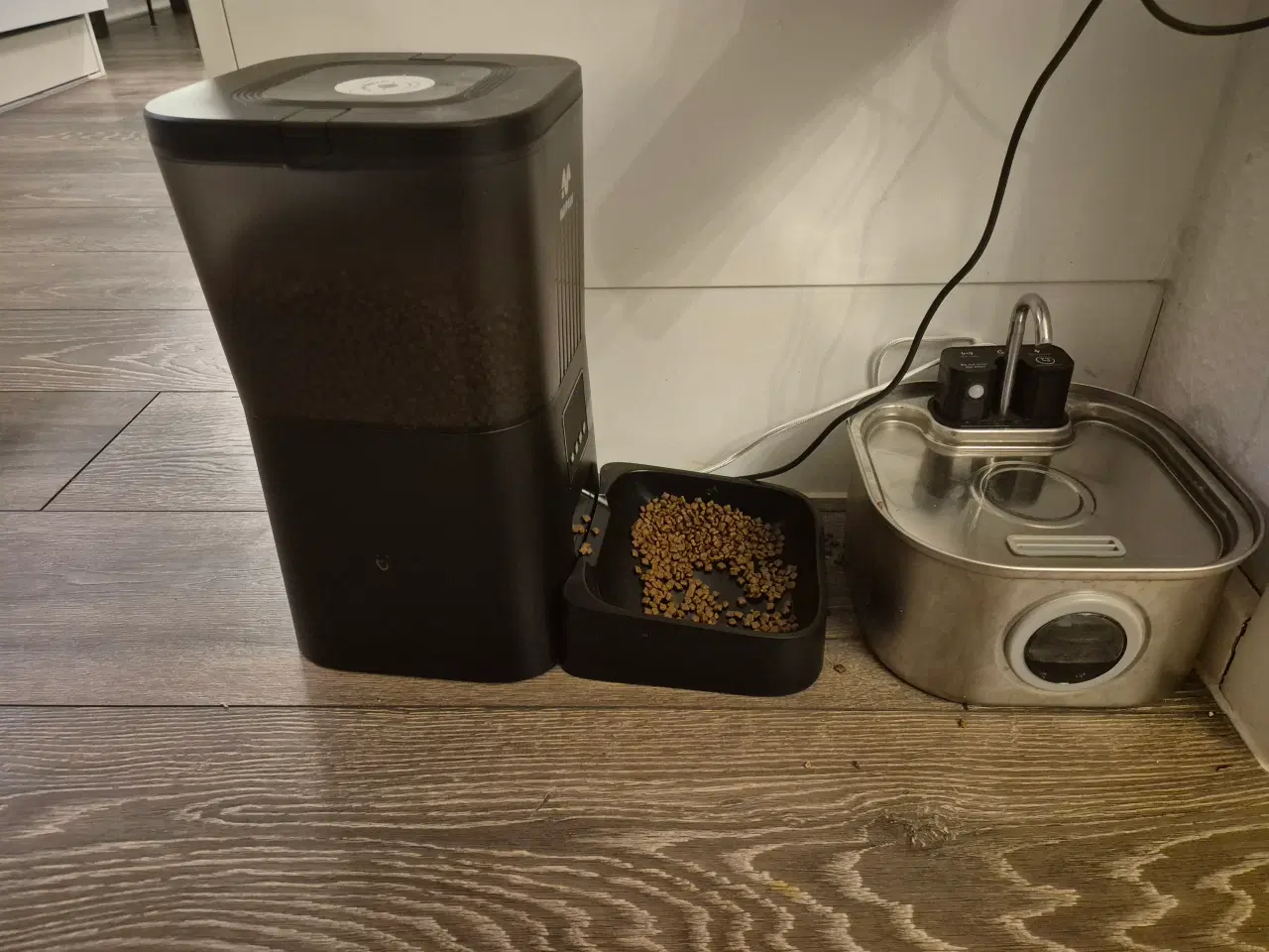 Billede 11 - Russian blue hankat