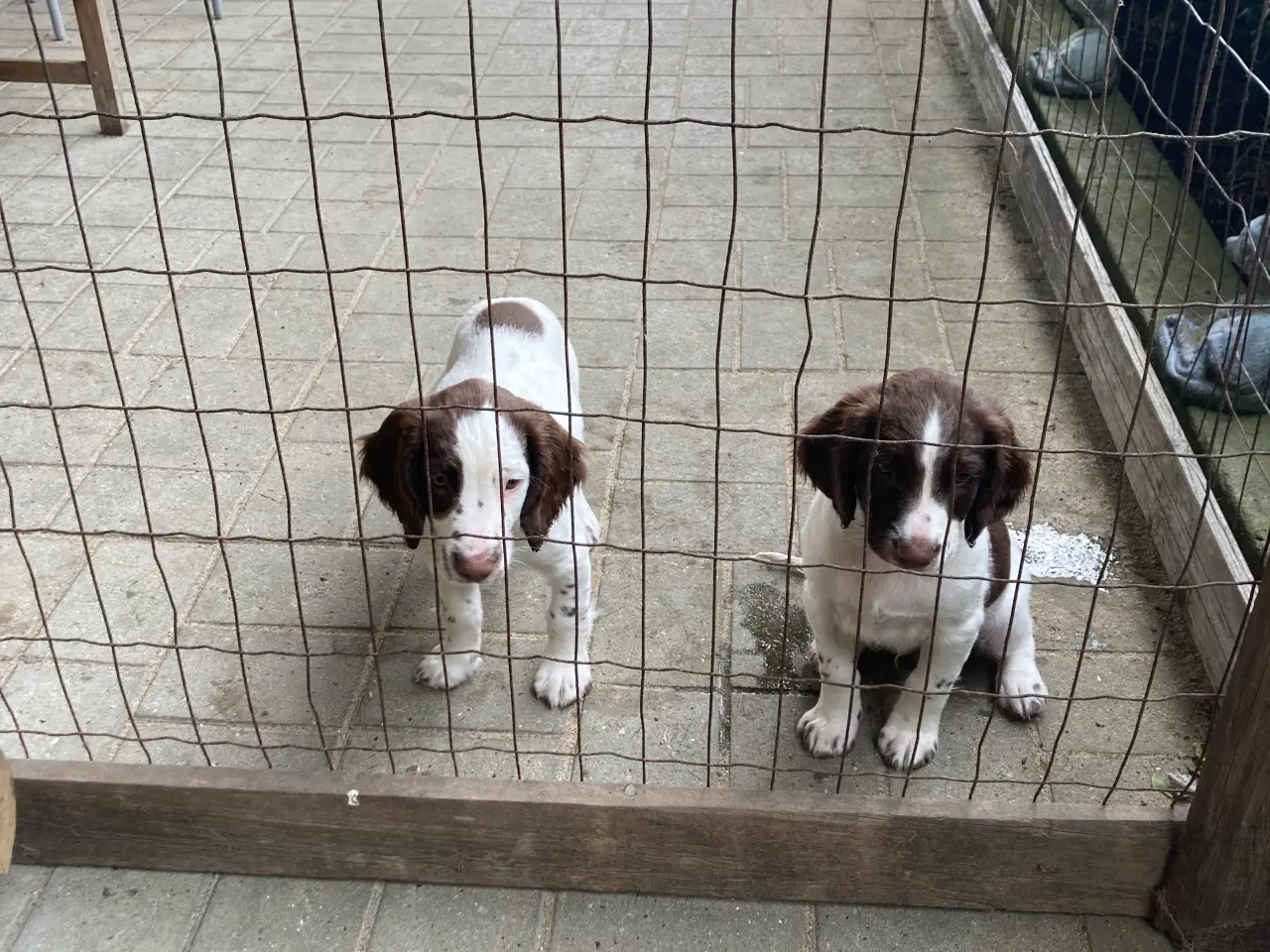 Billede 6 - Springer Spaniel 1 Han tilbage 