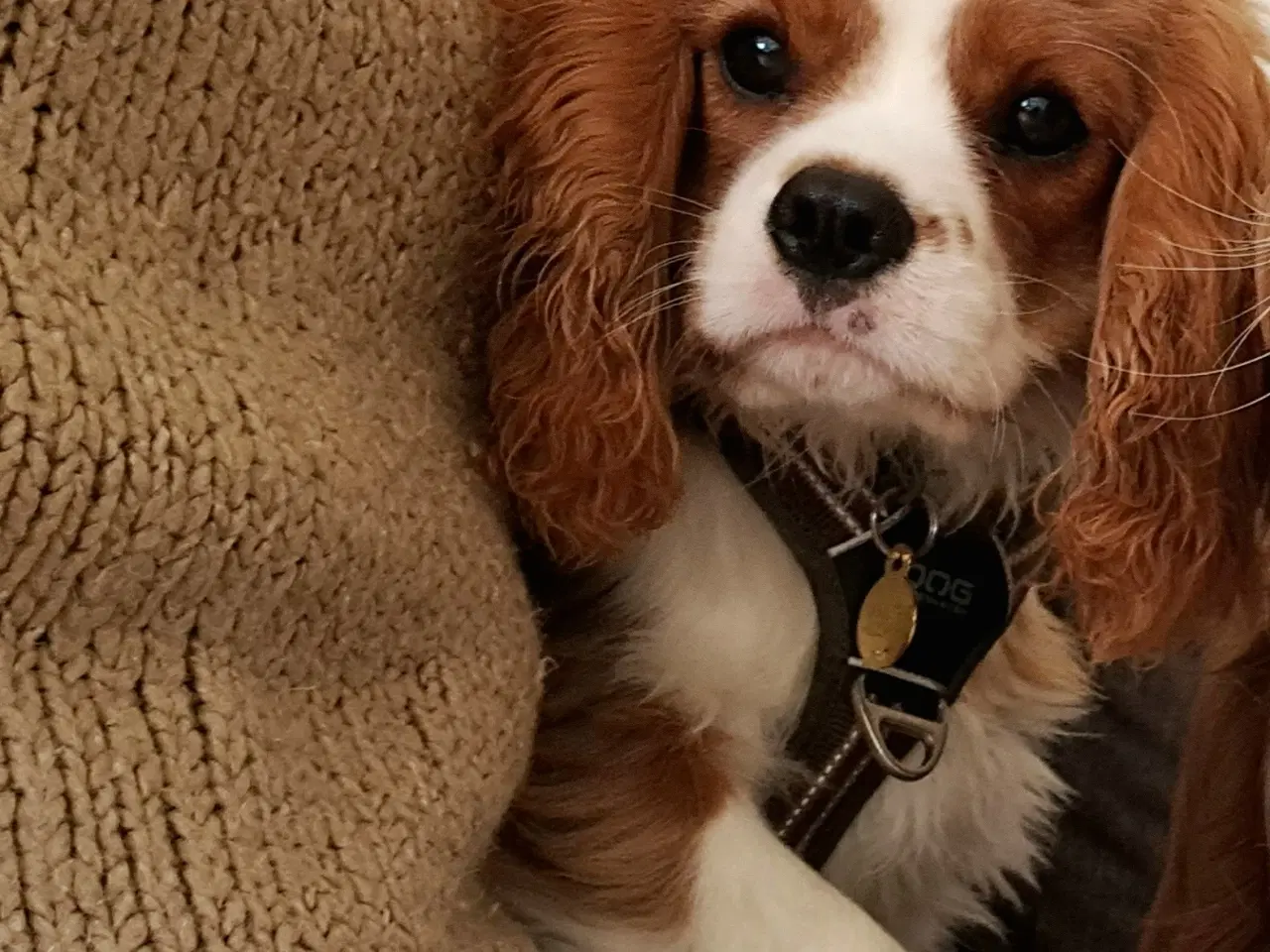 Billede 2 - DKK cavalier king charles hanhund  på 8 måneder 