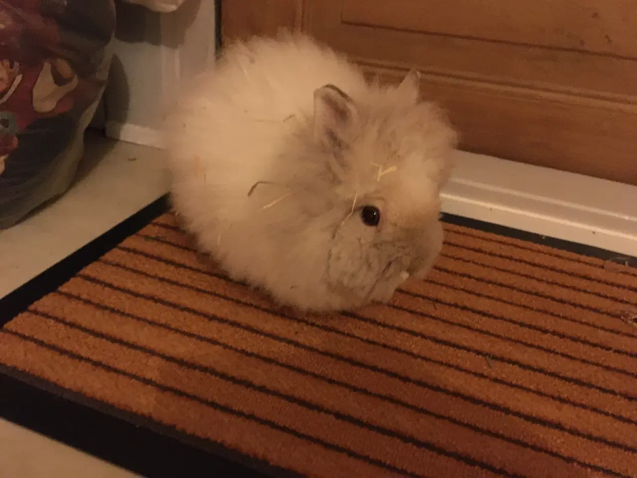 Billede 4 - Søde lille Nessie på 4 mdr søger nyt hjem