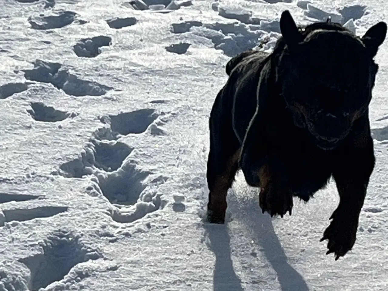 Billede 5 - Skønne hvalpe