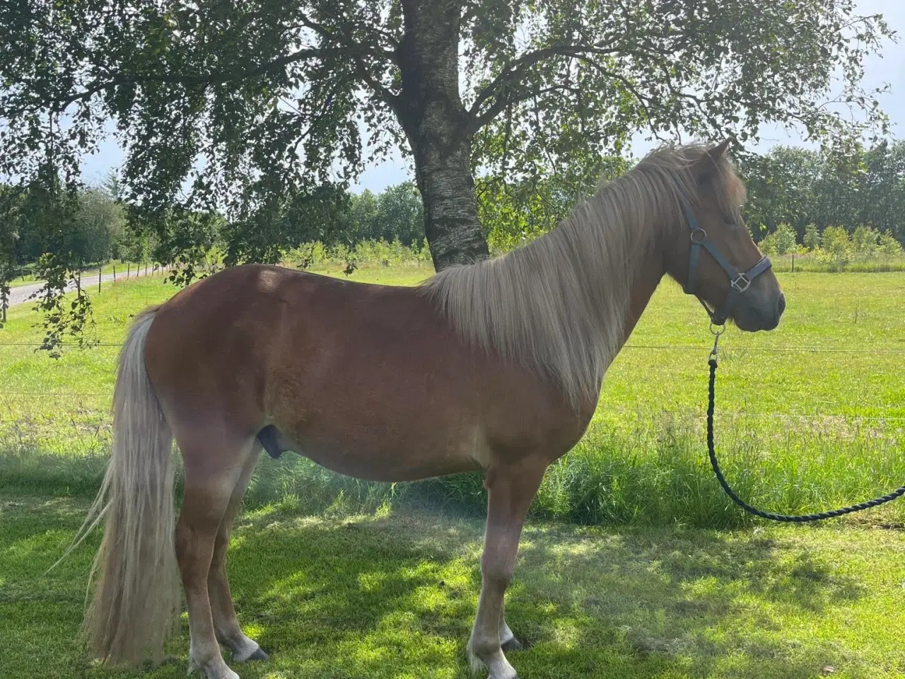 Billede 1 - Islænder vallak 3 år