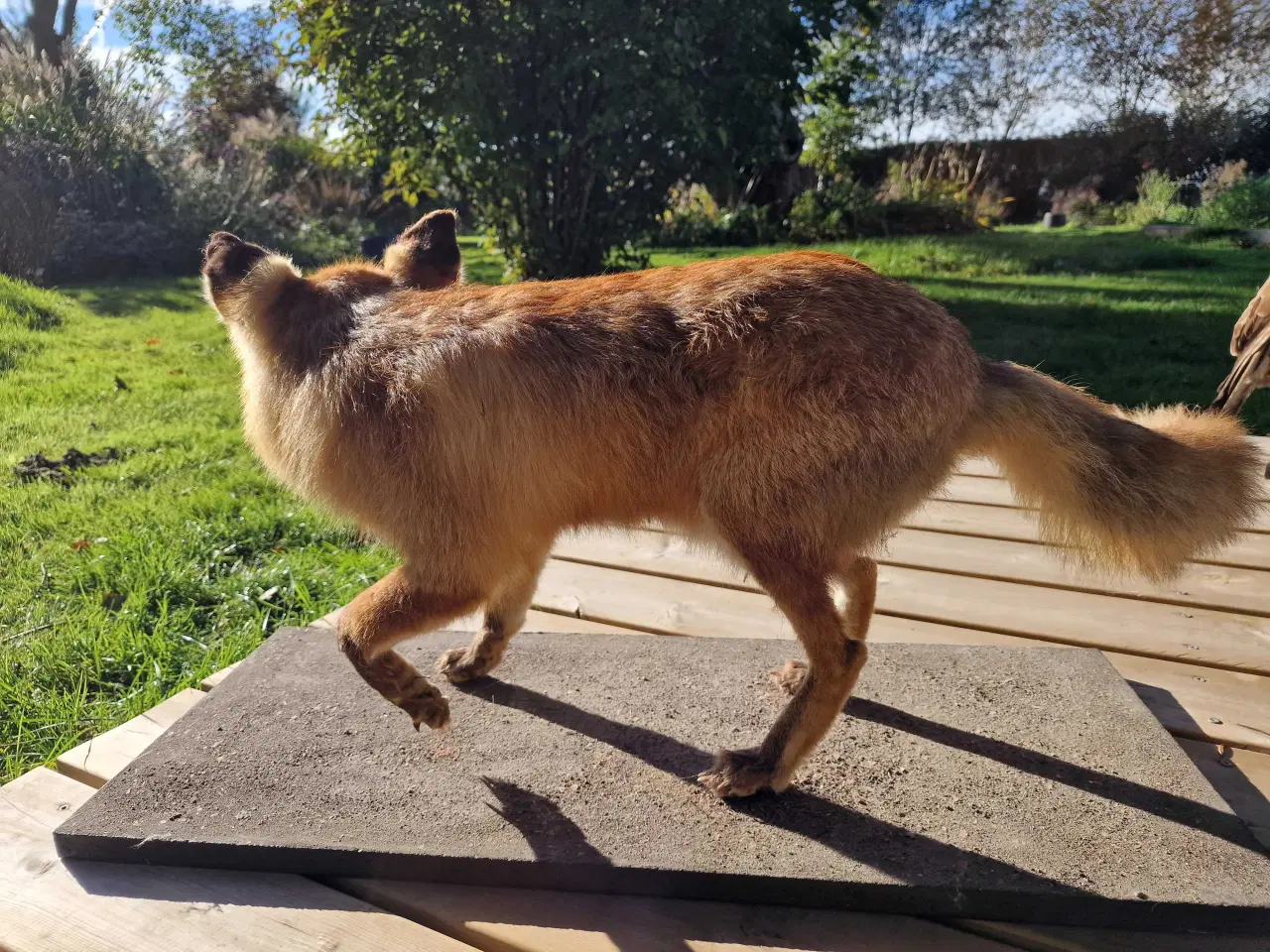 Billede 4 - Udstoppet ræv sælges